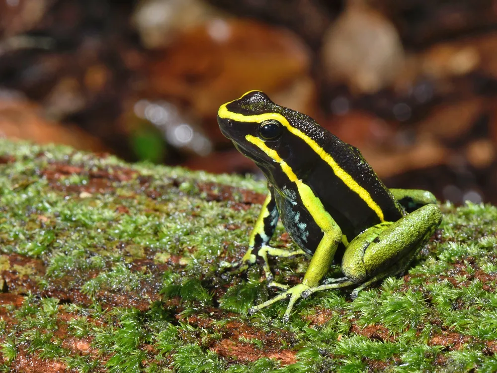 これらの動物は毒を食べても死にません。中には有毒なものもある