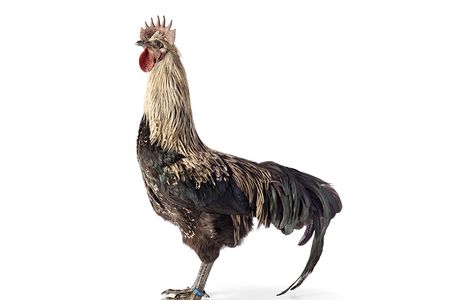 The Mechelse Wyandotte, the latest iteration of Koen Vanmechelen's Cosmopolitan Chicken Project