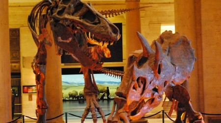 Tyrannosaurus faces off against Triceratops at the Natural History Museum of Los Angeles. Some early 20th century paleontologists thought the size and weapons of these creatures indicated that dinosaurs were degenerates due for extinction.