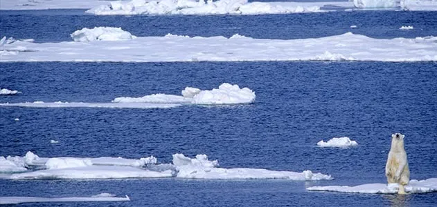 Polar bear on melting glacier