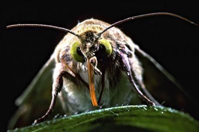 The pest in question, Helicoverpa zea, the bollworm moth
