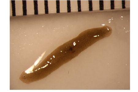 This flatworm fragment went to space and became a double-headed worm.