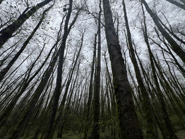 Veins of the Earth thumbnail