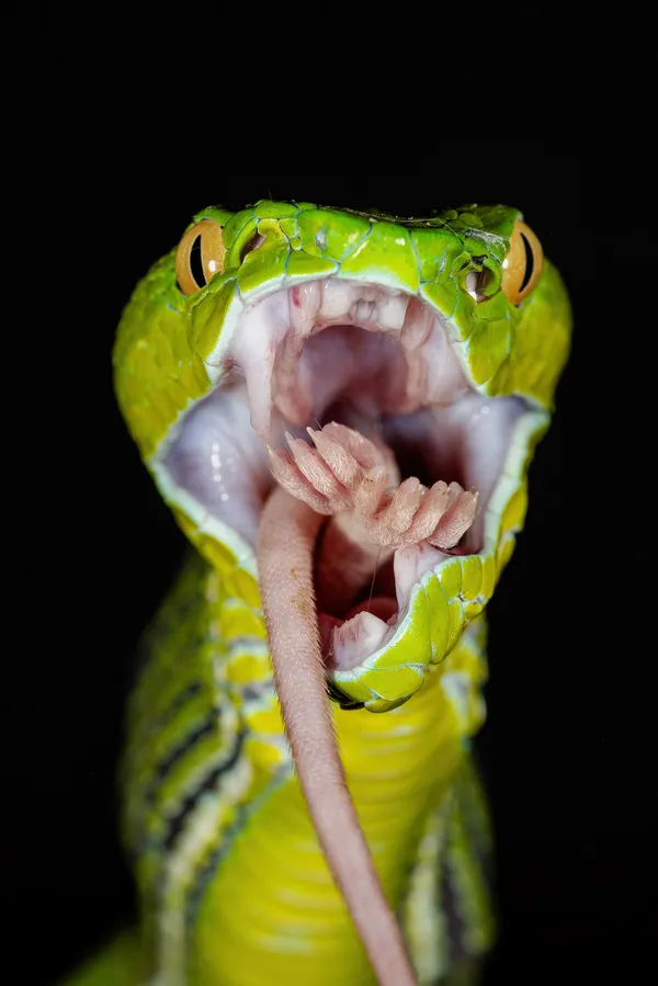 Last Trace thumbnail