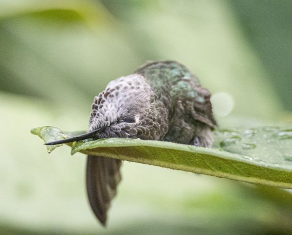 Recumbent Hummingbird in a Leaf thumbnail