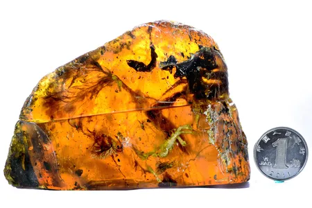 Tree resin trapped this baby bird 99 million years ago. 