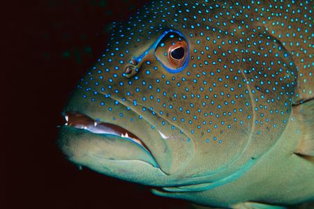 A type of coral trout called the leopard trout (Plectropomus leopardus) swims on the Great Barrier Reef.