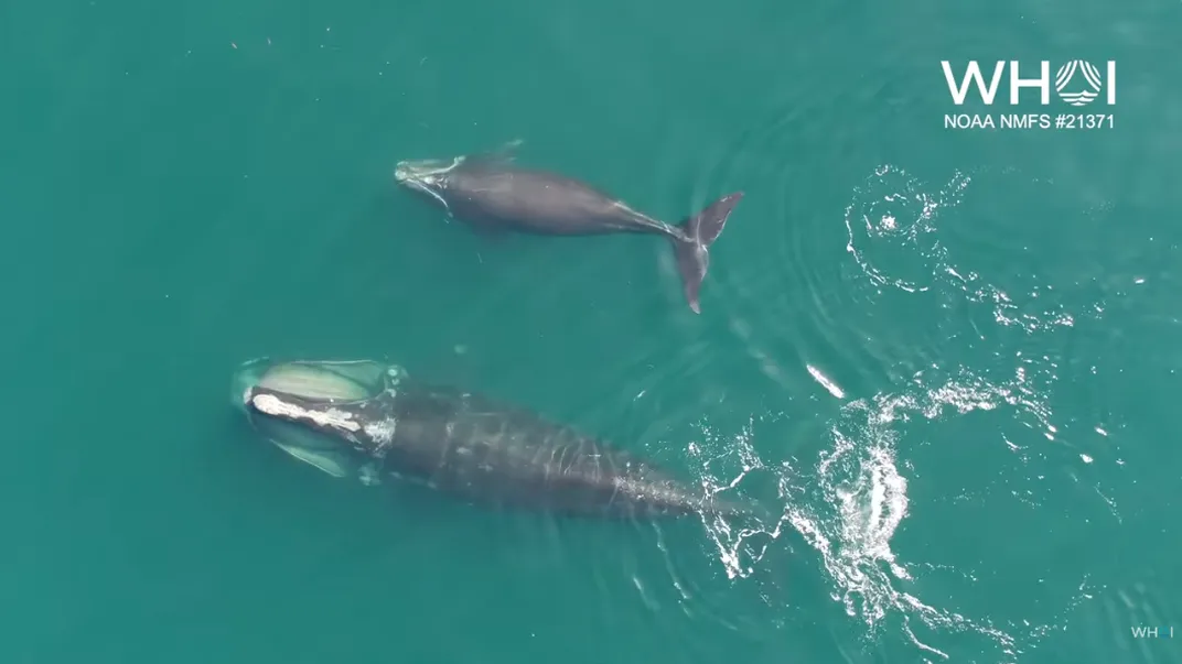[Rare Footage] Swim Alongside a Right Whale and Her Calf