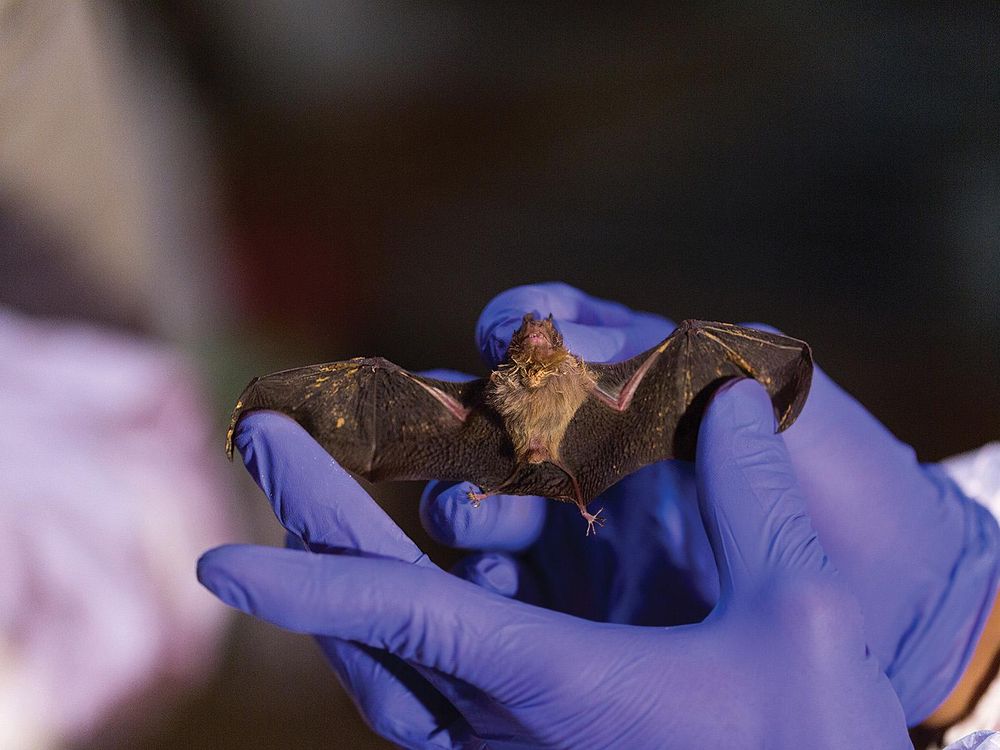 a bumblebee bat in gloved hands