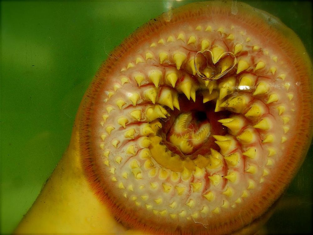 Lamprey mouth