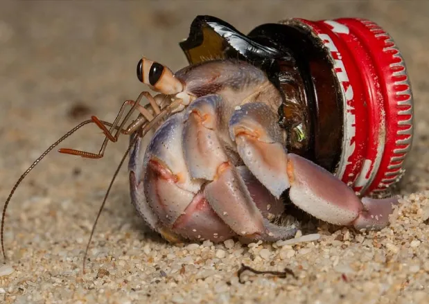 A pinkish hermit crab, in profile facing left, wears the top of a glass bottle as a shell -- brown broken glass with a bright red cap still attached.