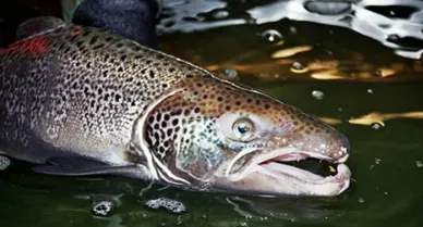 Atlantic salmon