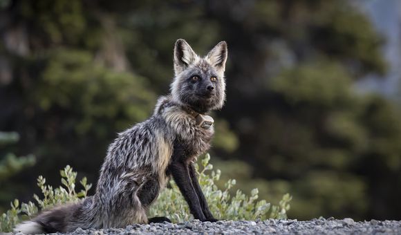 The adult female fox, Shadow, was around 5 months old when Stuart first documented and named her in 2022.