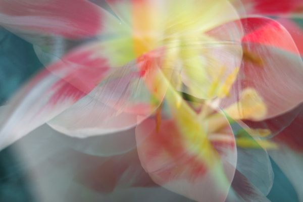 Flower extravaganza thumbnail