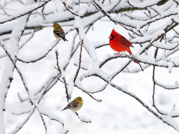 Birds enjoying the snow on oak limbs thumbnail