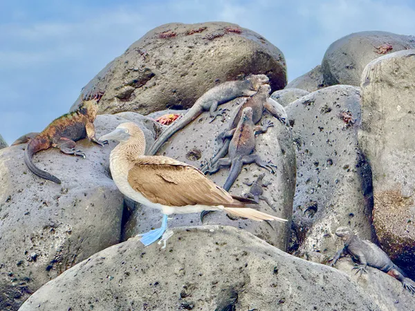 Animal Ensemble on Galapagos Island of Isla Lobos thumbnail