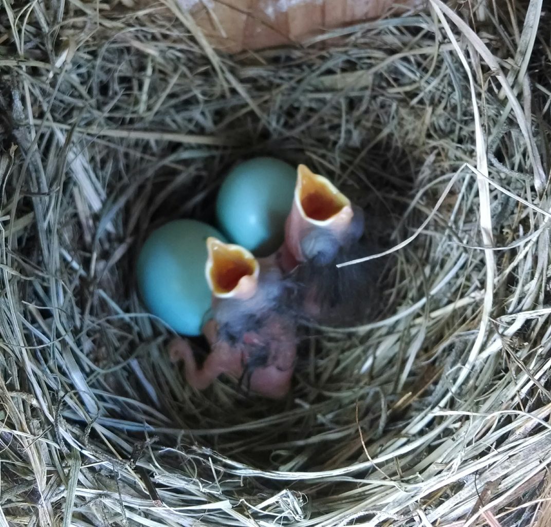 Blue bird nest Smithsonian Photo Contest Smithsonian Magazine