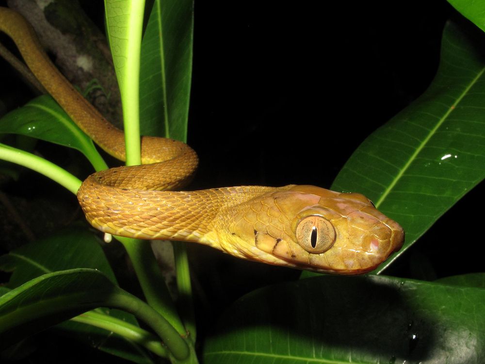 Brown Tree Snake