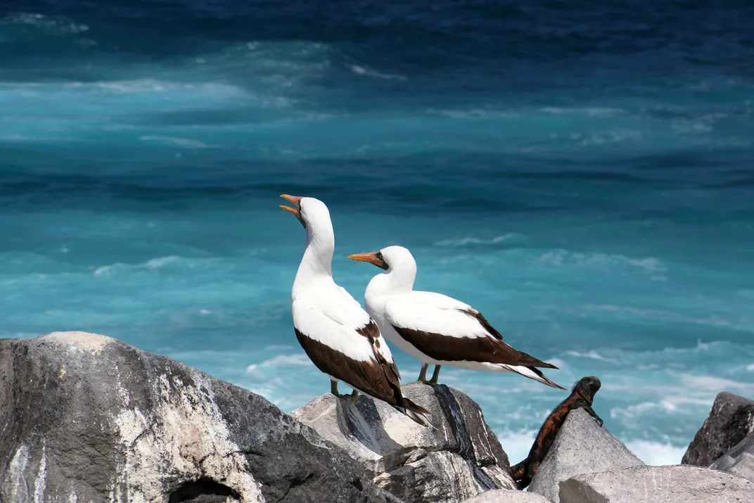 White Nazca Boobies