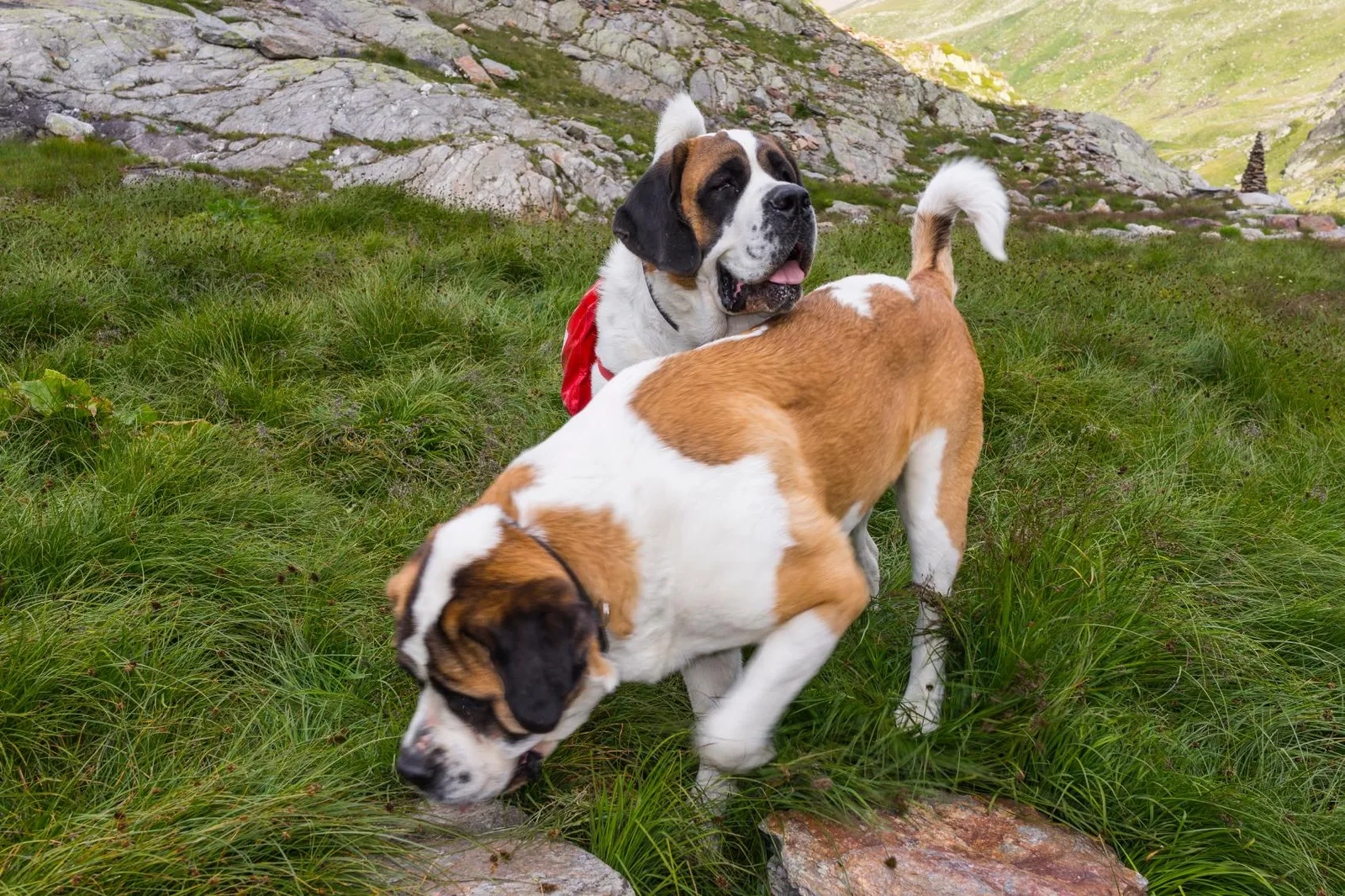 A Brief History of the St. Bernard Rescue Dog | Travel| Smithsonian Magazine