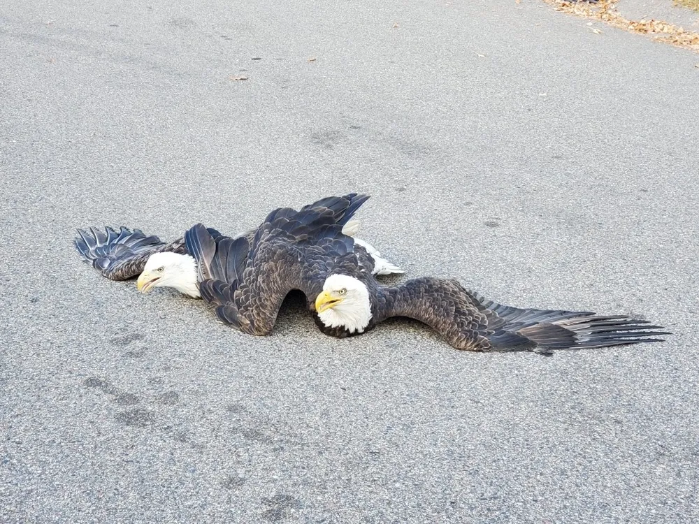 A pair of balg eagles laying flat on the ground with thier wings outstretched. They appear to be entangled.