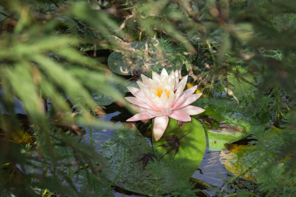Water Lily in small pond thumbnail