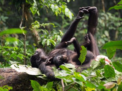 A mother bonobo and her offspring.