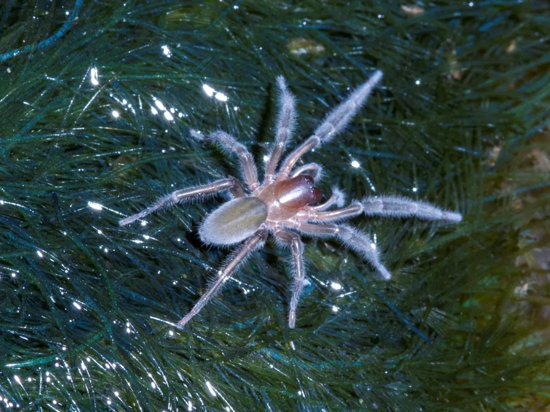 Intertidal Spider