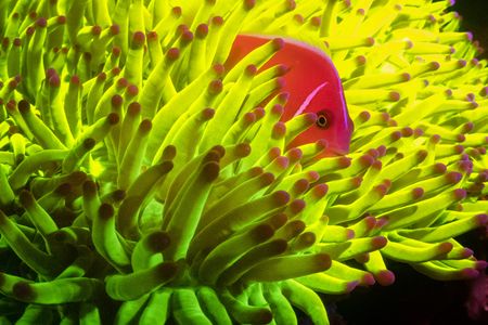 Marine species with fluorescent proteins absorb, transform and reemit light, generating a spectacular display of color in the process. 