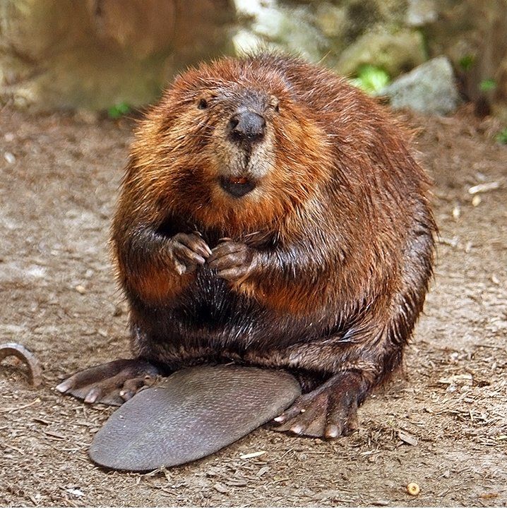 Does Vanilla Flavoring Actually Come From Beaver Butts?