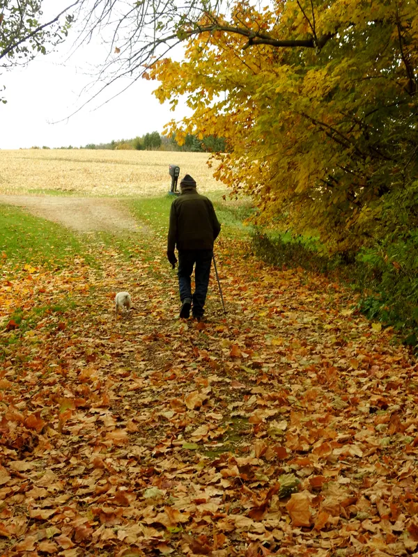 Leaf Strewn Driveway thumbnail