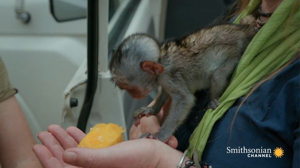 Preview thumbnail for This Baby Monkey Loves His Favorite Foods