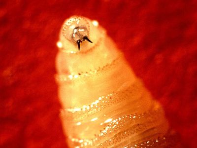 Screwworm Fly larva