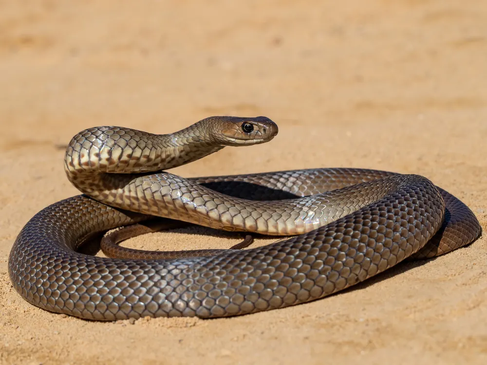 An image of an eastern brown snake laying in the sand.