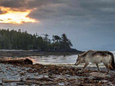 In the 20th century, humans exterminated the gray wolf population of British Columbia’s Vancouver Island, the largest island on the west coast of North America. The animals repopulated the island by the end of the century, and now live side by side with people.