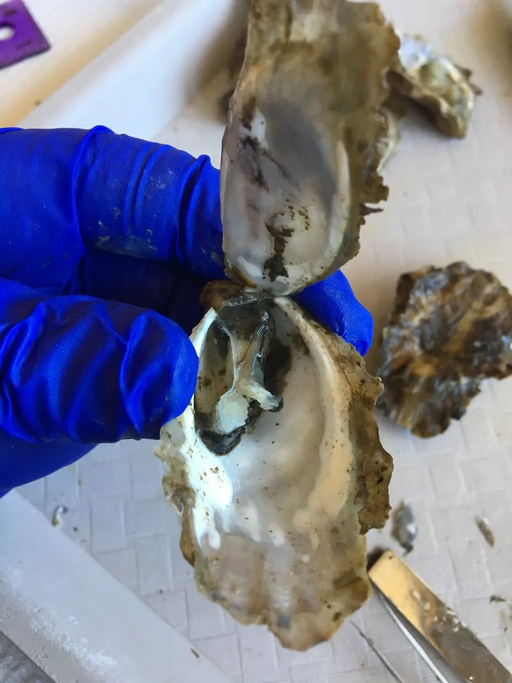 Dead Pacific oyster sampled