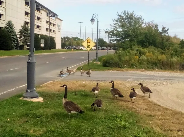 It's Always Greener on the Other Side thumbnail