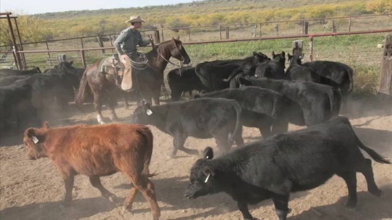 Preview thumbnail for The Cowboys of R.A. Brown Ranch