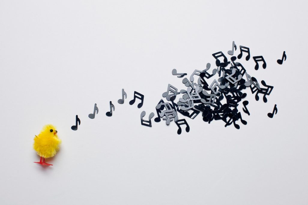 Musical Chicken