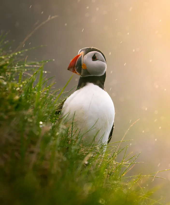 https://www.smithsonianmag.com/smart-news/see-15-amazing-wildlife-images-from-the-sony-world-photography-awards-180981798/puffin on a hillside