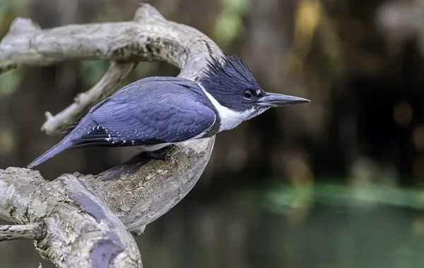 Belted Kingfisher on the Hunt thumbnail