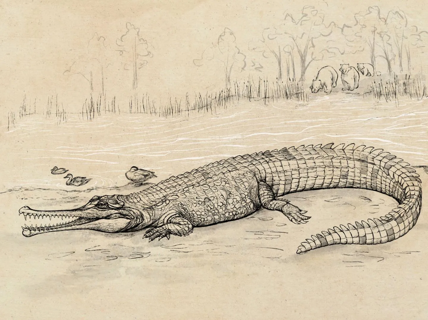 23-Foot 'River Boss' Croc Fossil in Australia | Smart Smithsonian Magazine