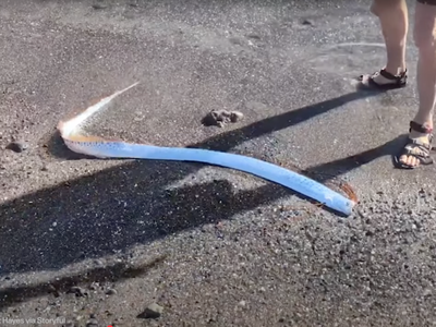 An oarfish surfaced in&nbsp;Playa El Quemado, Mexico, earlier this month.
