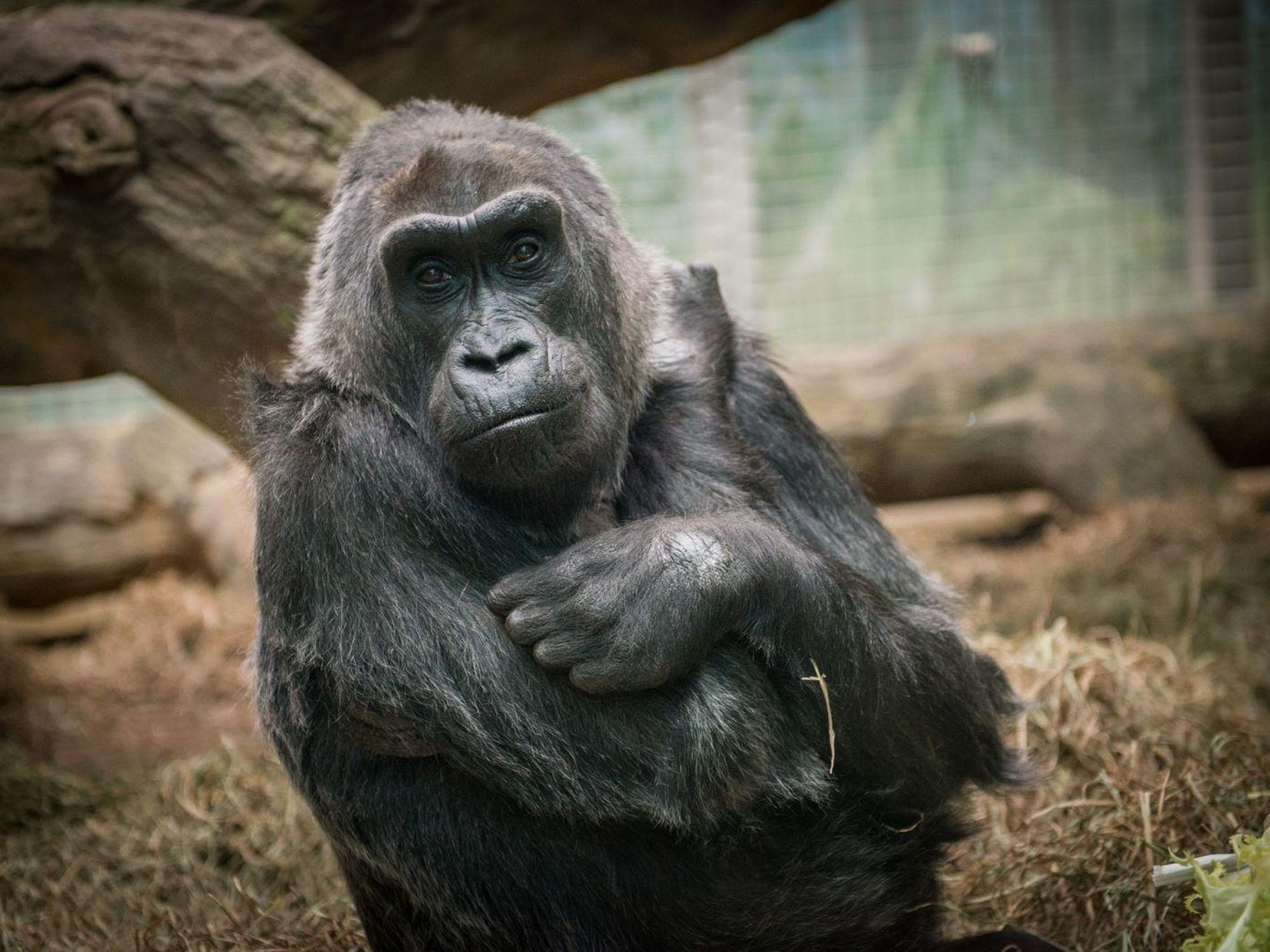 Colo, the World's First Gorilla Born in Captivity, Is Dead