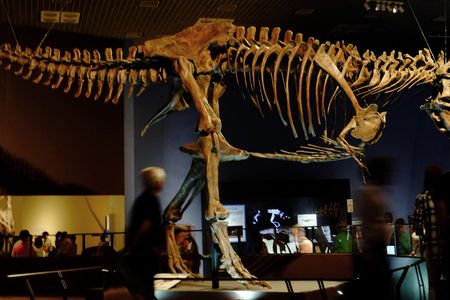 Scotty, the largest T. rex specimen on record, is on display at the Royal Saskatchewan Museum in Canada.