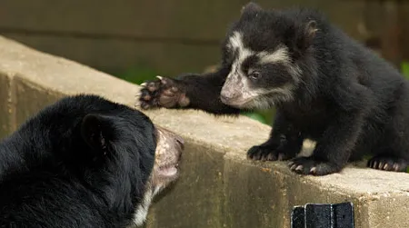 Adorable andean bear cubs