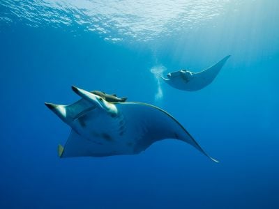 Chilean devil rays swim in the Atlantic Ocean near the Azores.&nbsp;