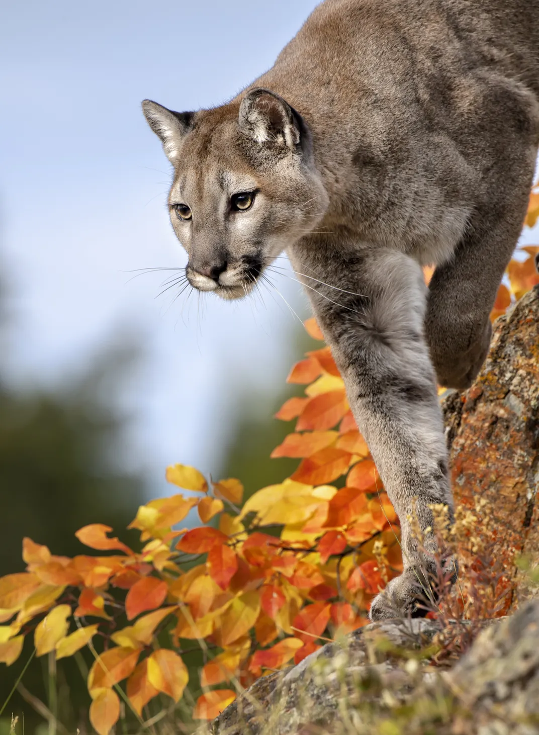 Mountain Lion on a Ridge with Fall Colors | Smithsonian Photo Contest