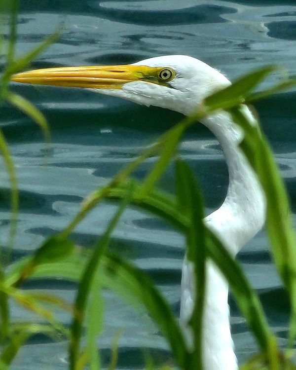 An Egret on Lake Overholser thumbnail