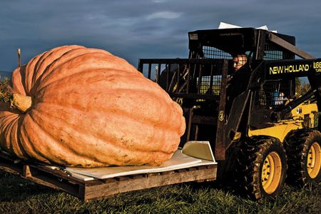 Prize pumpkins have tripled in size in the past three decades. Tim Parks, of the Ohio Valley growers club, harvests his 2010 contender.